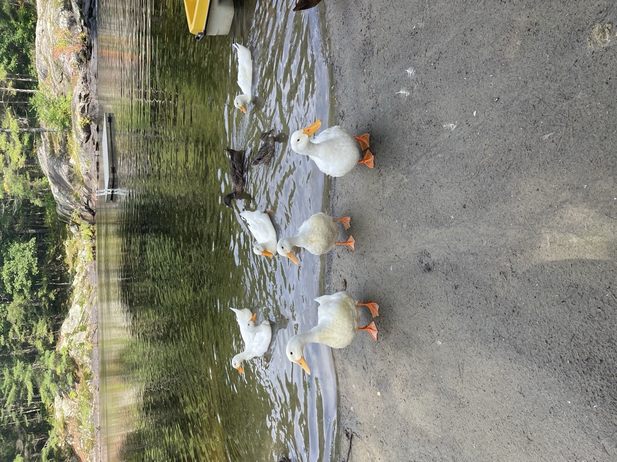 Muskoka Falls Trailer Park